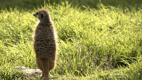 Erdmännchen in grüner Natur