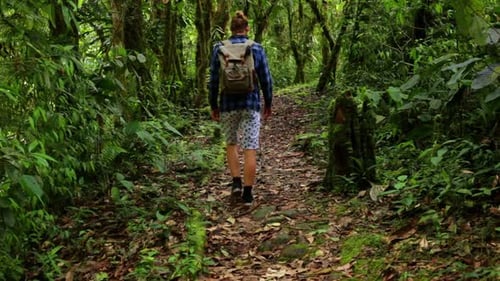 A male hiker walking on a trail in a tropical forest, excercising in nature
