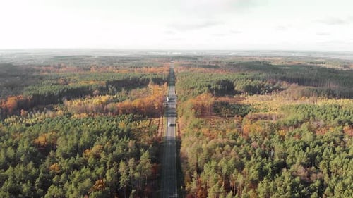 Cars are driving through forest