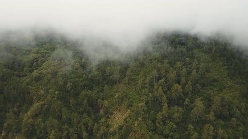 Rainforest in the Fog and Clouds. Bali, Indonesia