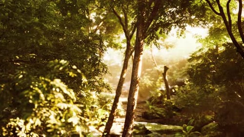 Belle clairière de la forêt verte à la lumière du soleil