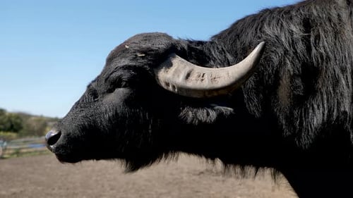 Portrait of a Buffalo in the Zoo