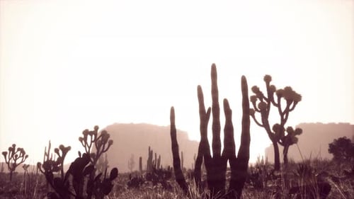 Rayo de luz solar que se dispara en el cielo del desierto