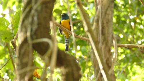 Close up shot of exotic colored bird sitting on branch and swaying during windy day in summer.