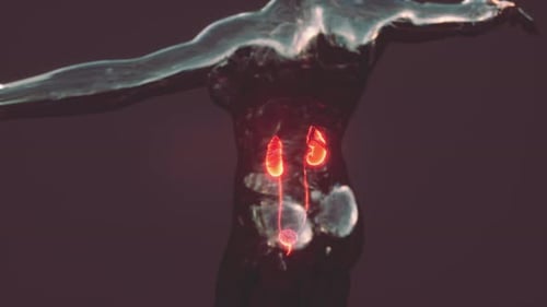 Human Urinary System 3D Medical Animation