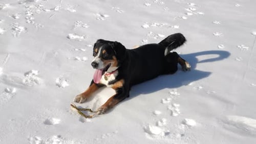 Dog enjoys with fresh snow in the winter forest.