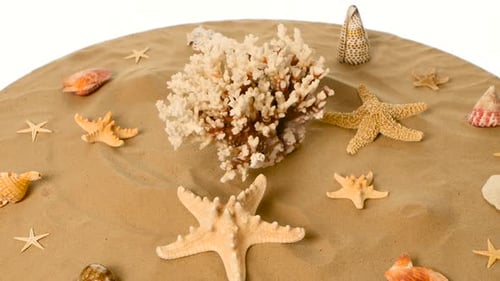 Shell, Sand, Beach, Coral, White, Rotation