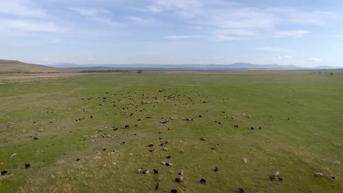 Field with Sheep