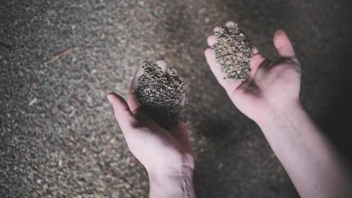 A Man Picks Up Unprocessed Buckwheat Groats in a Warehouse