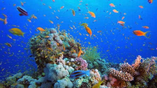 Vibrant Coral Reef with Colorful Fish Swimming