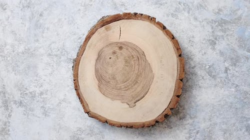 Tree Stump Cross-Section on Textured Background