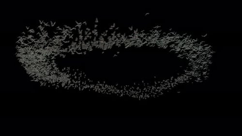 Bat 4K