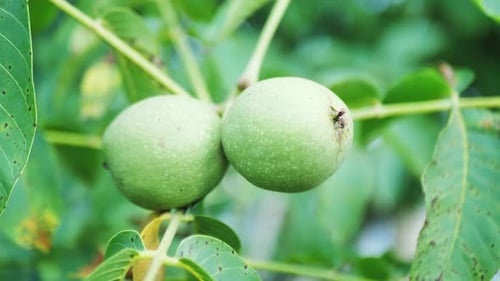 Nahaufnahme von grünen Walnüssen auf einem Ast