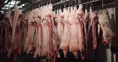 Pig Carcasses Hanging in Meat Processing Plant