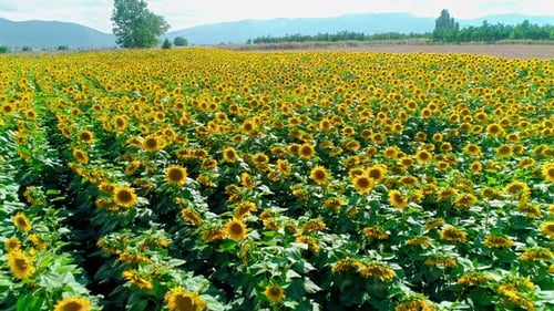 Aerial View of Sunflower Field in Daytime
