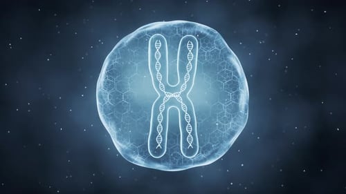 Organic sphere with chromosome inside