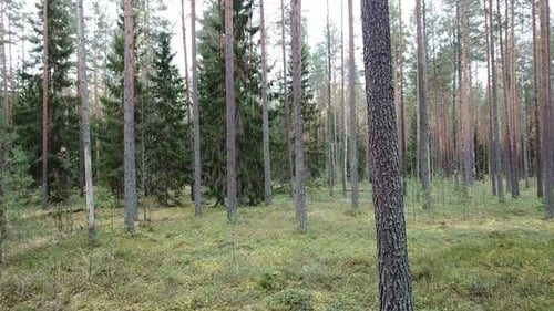 Herbst Im Wald 17