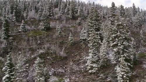 Panning view of snow covered trees on hill side