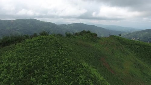 Real Tea Fields