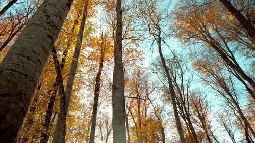 Autumn Tree (4K)