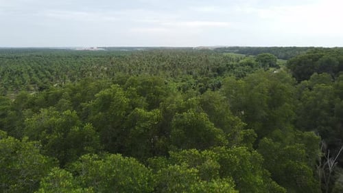 Aerial fly over mangrove tree toward coconut plantation