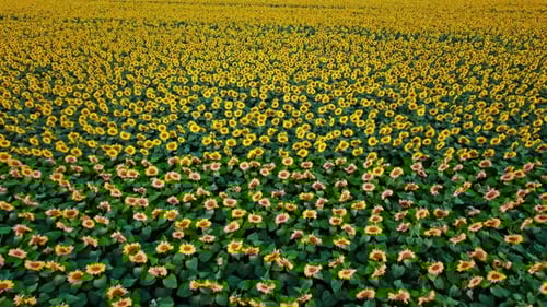 Aerial View of the Sunflowers Field