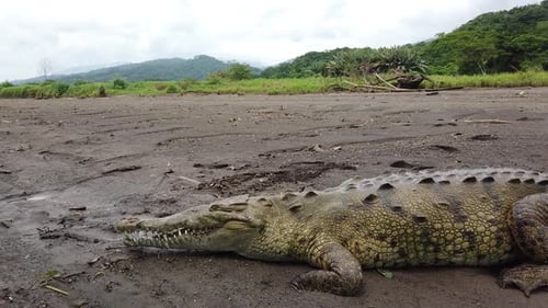 Large Crocodile laying on beach on river