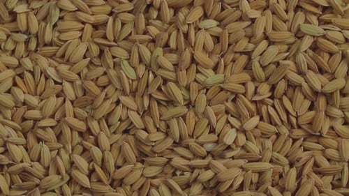 Rice Grain 4k