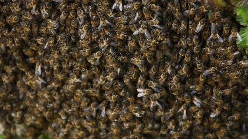 Bees Colony