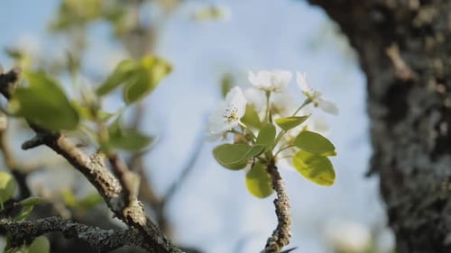 Spring Apple Flowers on Apple Branch Trees Blossom in the Garden Super Slow Motion