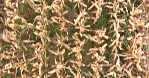 Aerial View of Dried Corn Maize Field Cornfield Rural Landscape