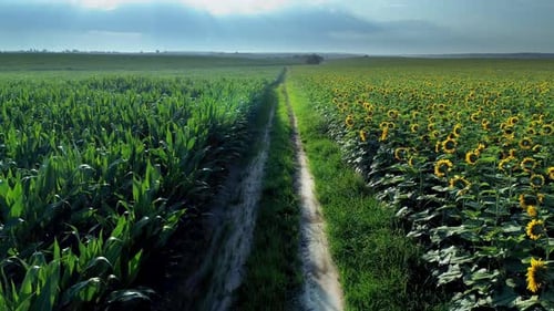 Champ de tournesol et de maïs