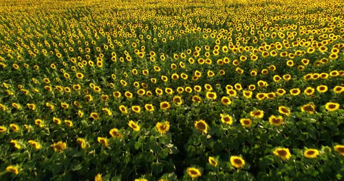 Feld der Sonnenblumen