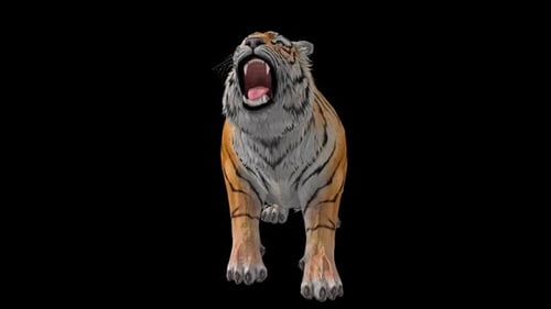 Tiger Idle 6