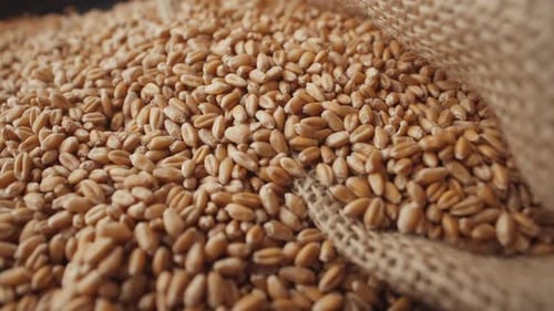 Rotating Pile of Wheat Grain