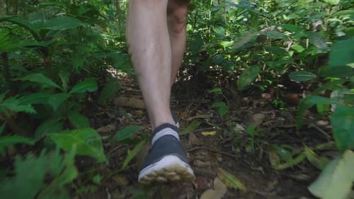 Legs Walking In Forest