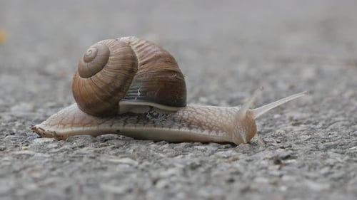 Snail is crossing the street
