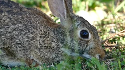 Rabbit Grazing on Grass Close-up View