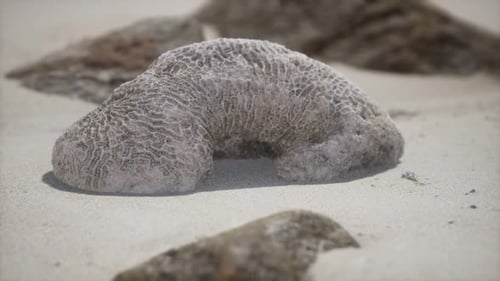 Old Coral on the Sand Beach