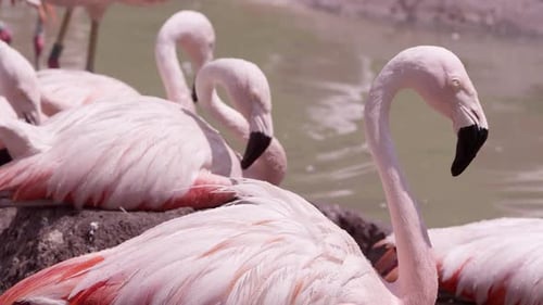 Flamants roses se perchant sur leur nid sous le soleil brûlant