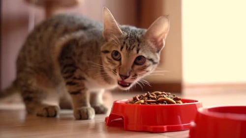 Hungry Tabby Kitten Eating Dry Food from Bowl