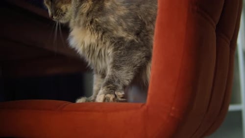 Fluffy Cat Being Pet on Chair Indoors