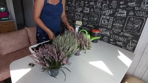 Woman Planting Flowers Indoors at Home