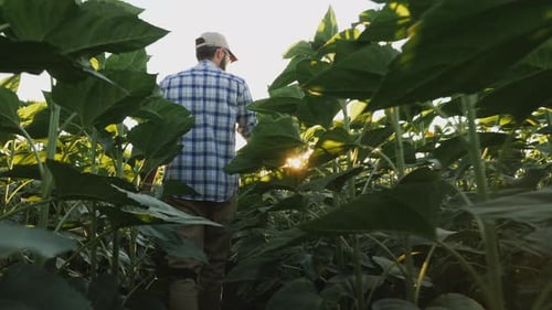 Rear View Farmer Walks Between the Rows of Sunflower