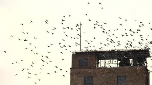 Flock of Birds Flying Away, Slow Motion.