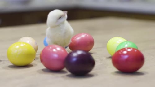 Fluffy Chick with Colorful Easter Eggs on Table