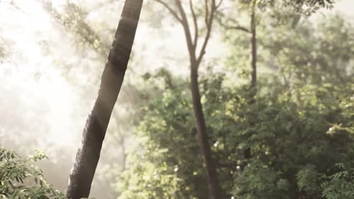 Foggy Forest in Early Morning