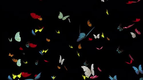 Colorful Butterflies Flying Overlay for Nature Videos