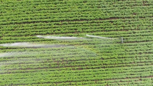 Aerial Footage of Working Irrigation Sprincler on an Agricultural Field