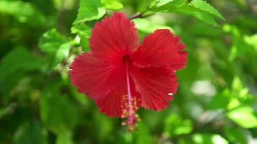 Rote tropische Hibiskusblume.